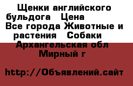 Щенки английского бульдога › Цена ­ 40 000 - Все города Животные и растения » Собаки   . Архангельская обл.,Мирный г.